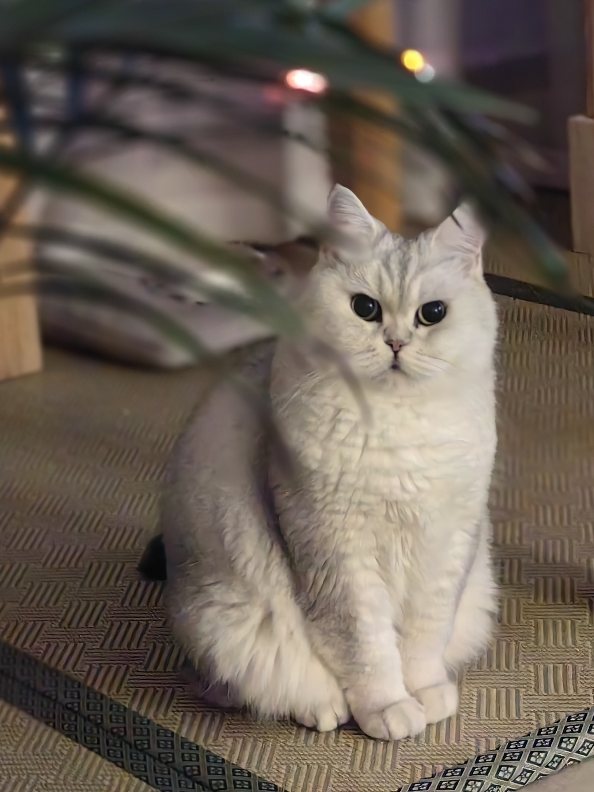 咪宝